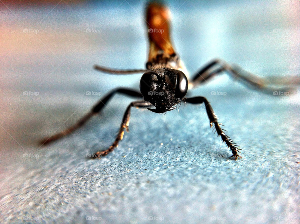 Close-up of insect