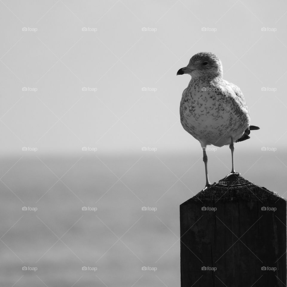 The Solitary Seagull