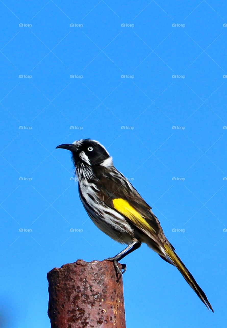 Australian Honey Eater bird perched high up on a rusty iron pole against a vivid blue sky; minimalist with text, graphic, copy space