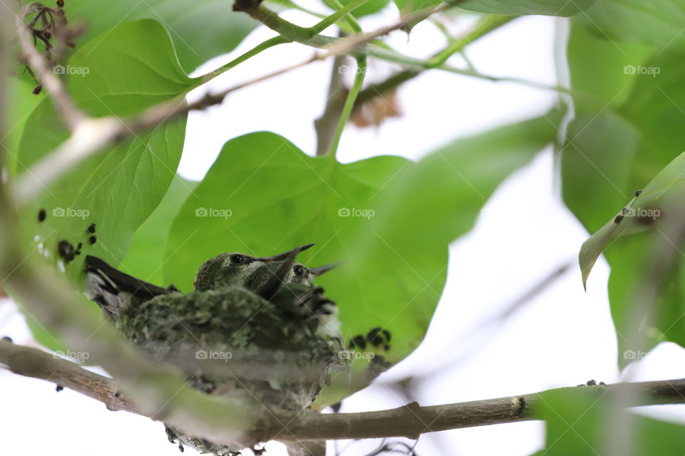 Two baby hummingbirds in a tiny nest on the branch of lilac tree - or am I seeing double ?