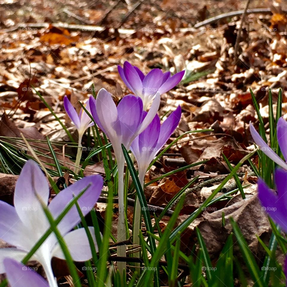 Crocuses in Woods And Brown Leaves