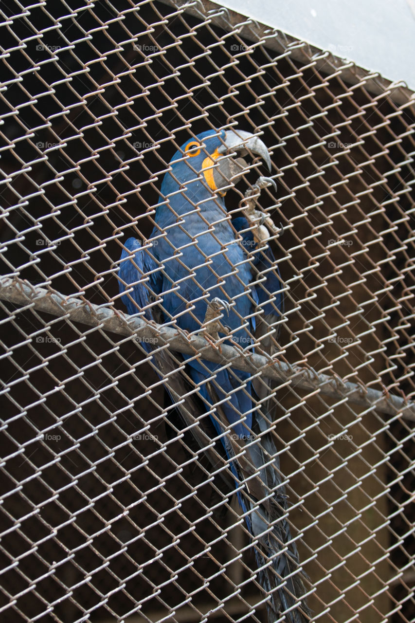 No Person, Cage, Outdoors, Bird, Steel