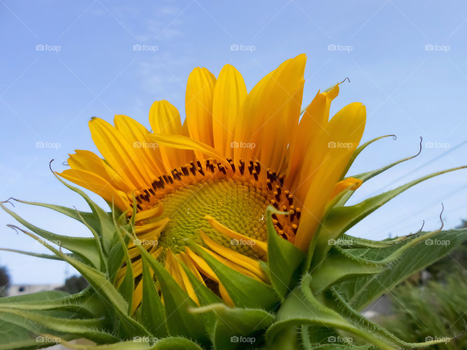 Sunflower Petals Opening
