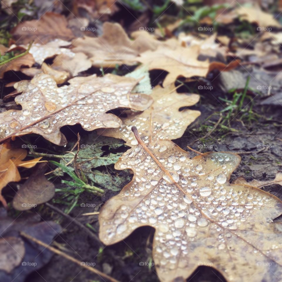 Raindrops on leafs 