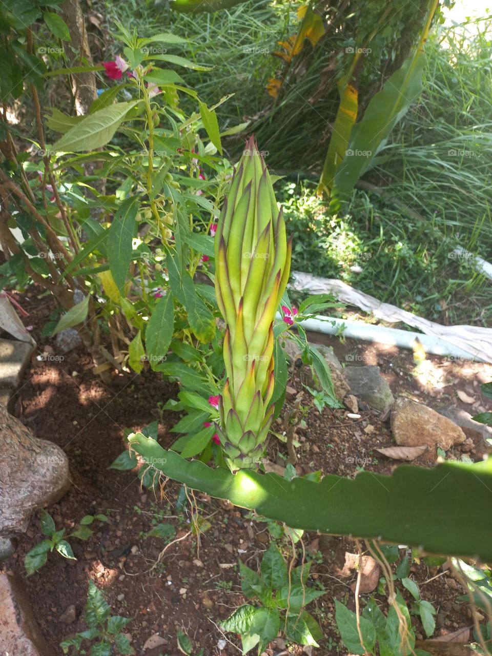 Dragon fruit plants are the fruit of several types of cactus from the genera Hylocereus and Selenicereus.