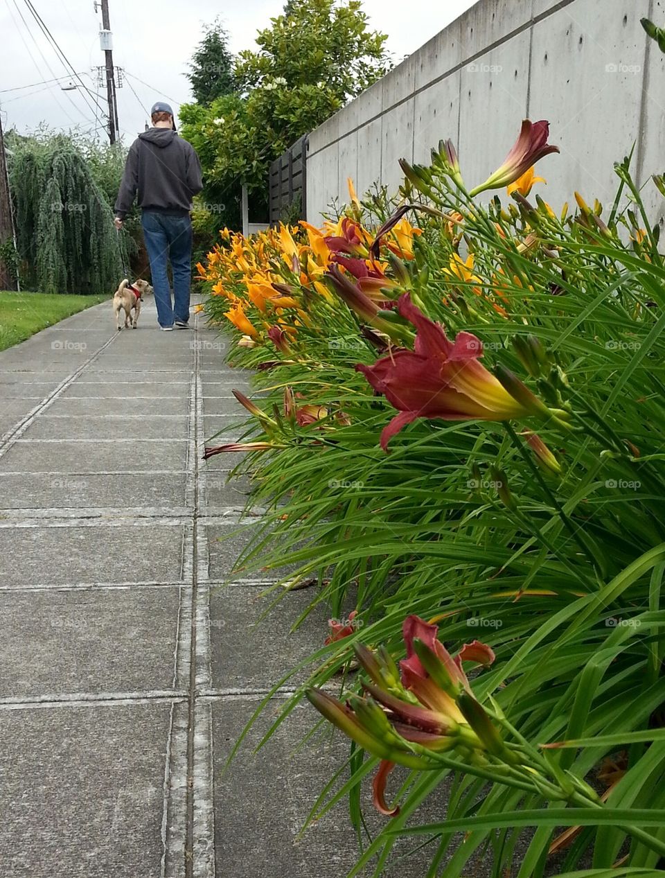 Daylilies