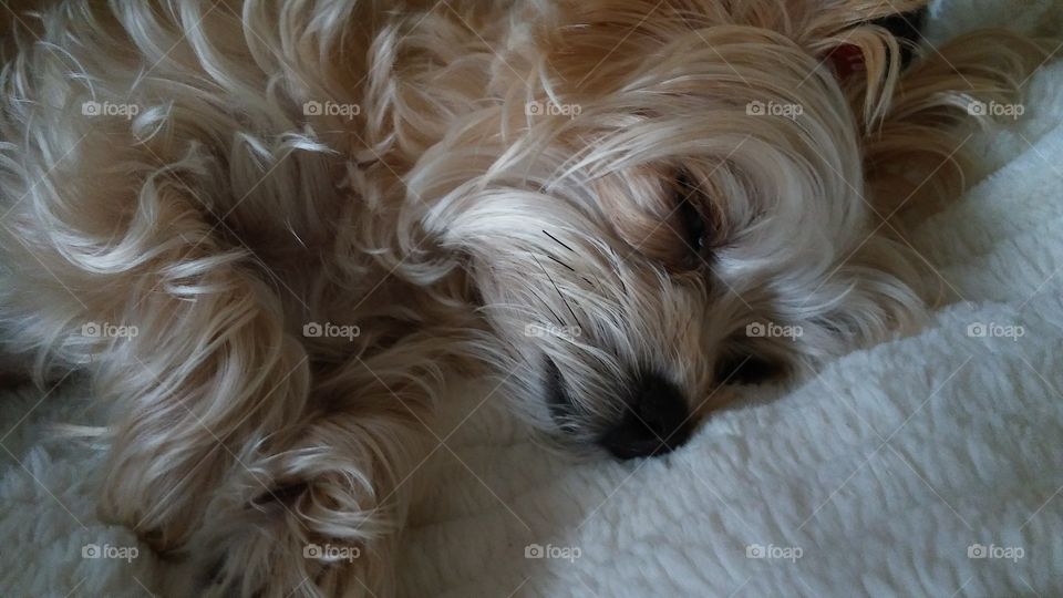 A maltese/yorkie mix catching some zzzz's...