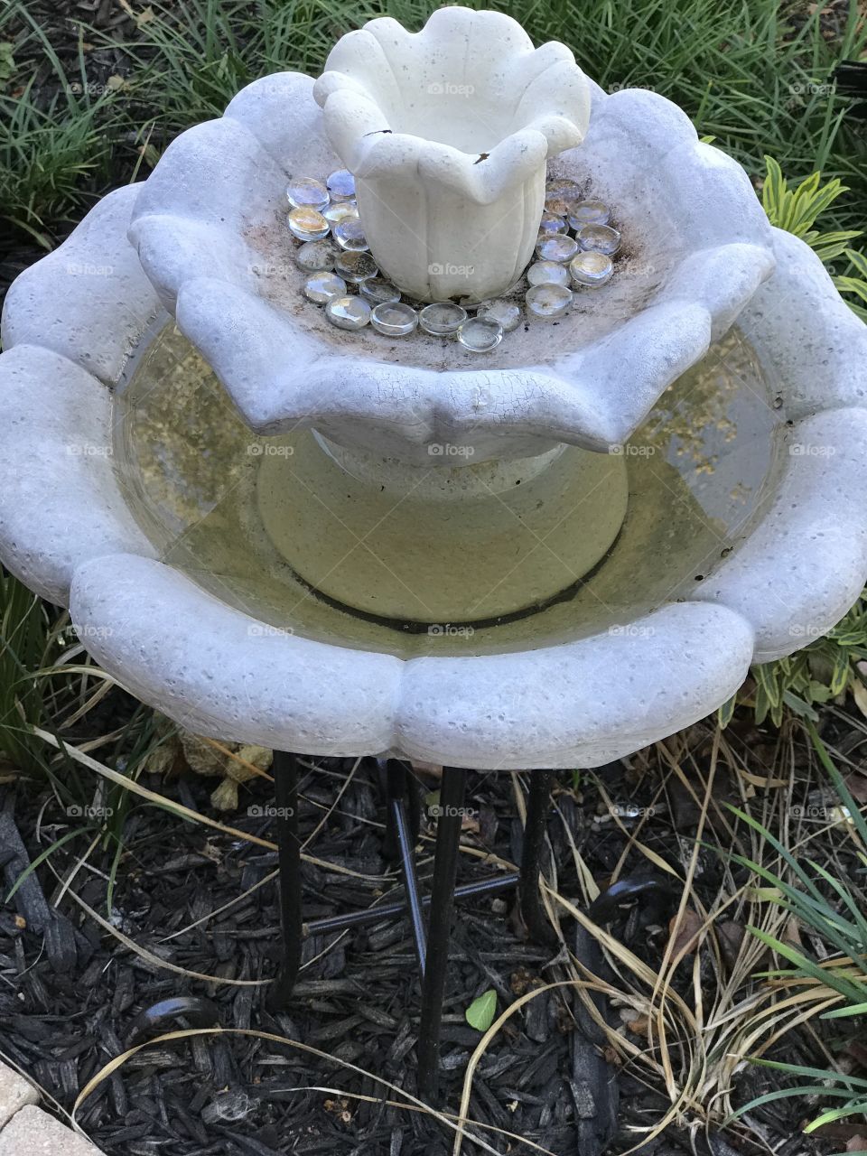 Bird Bath Reflection 