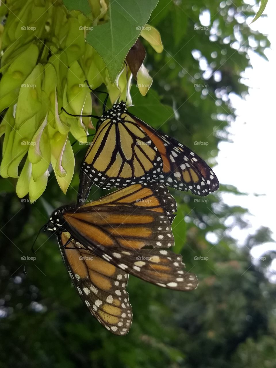 Mating monarch butterflies