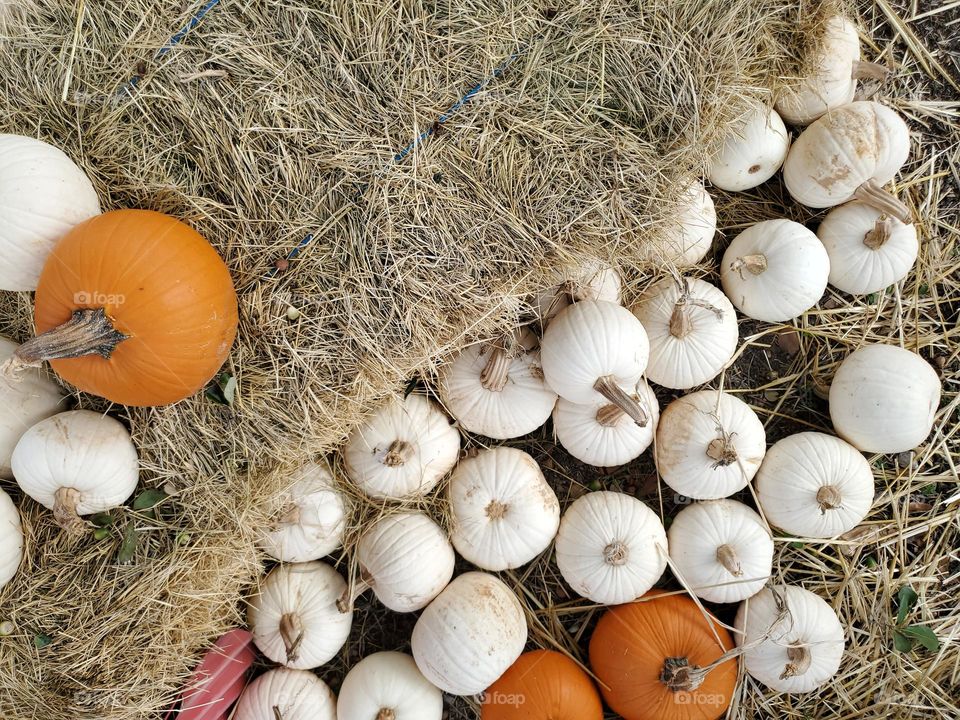 Small white and orange pumpkins and hay.