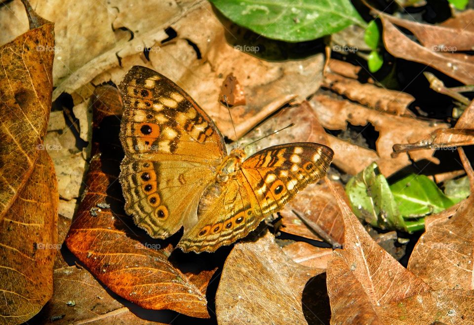 This butterfly is in camouflage, the color is similar to dry leaves. This beautiful and charming butterfly is difficult to detect if our eyes are not observant to see it.