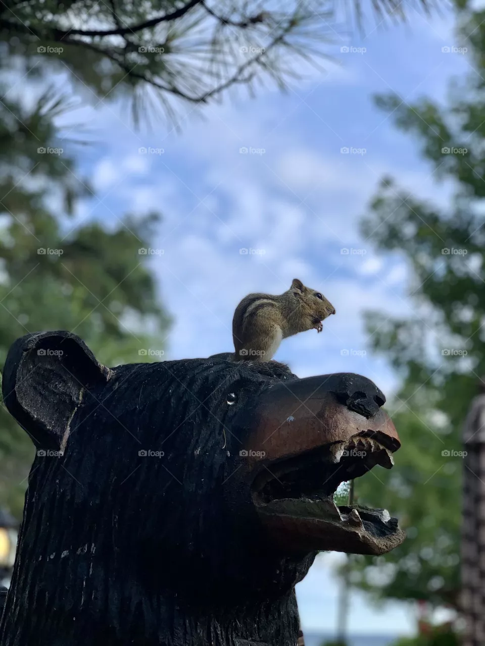 Chipmunk 🐿️