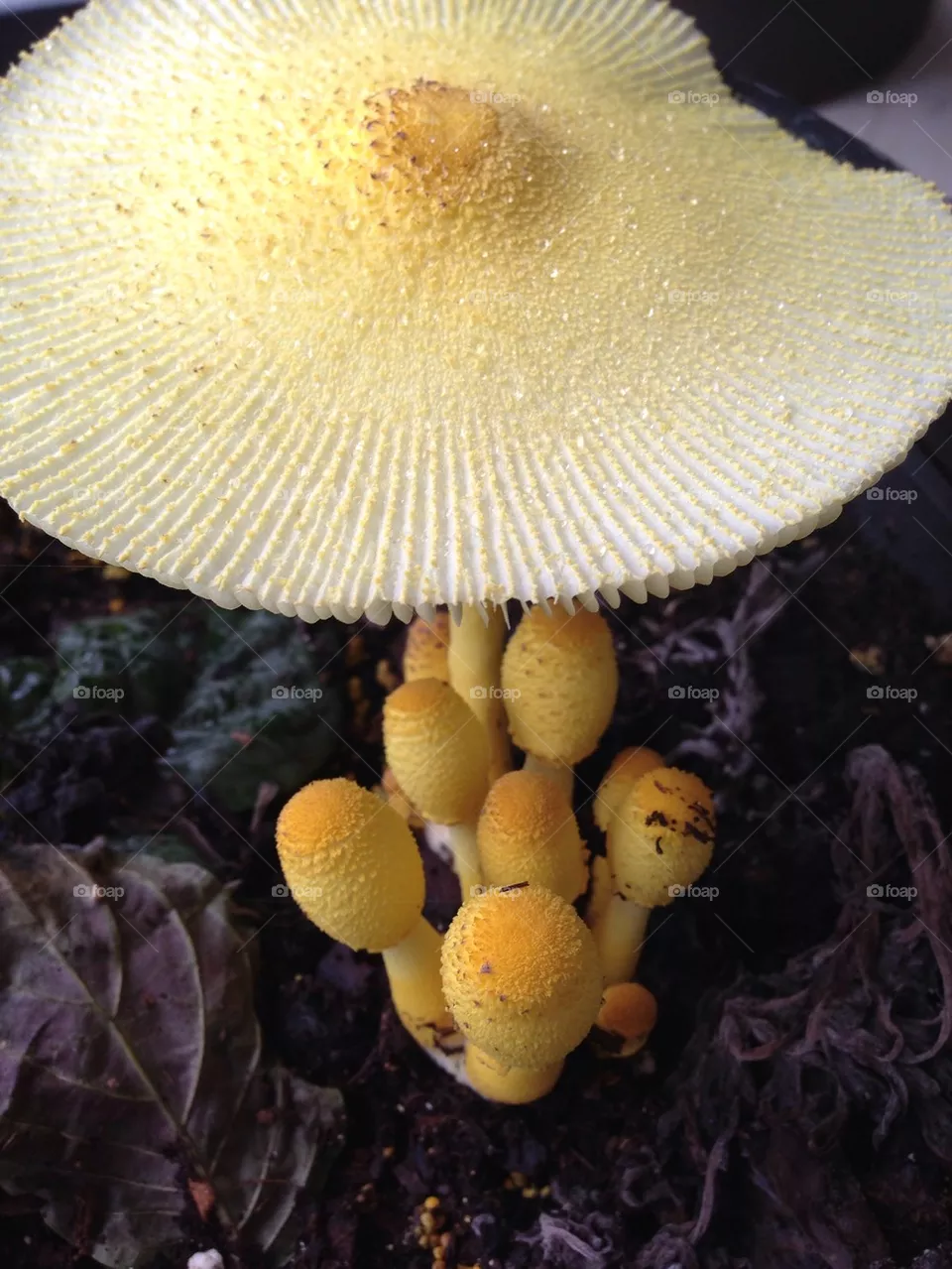 Fungi