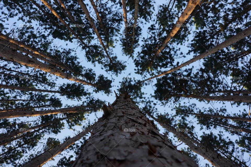 Looking up at pine trees