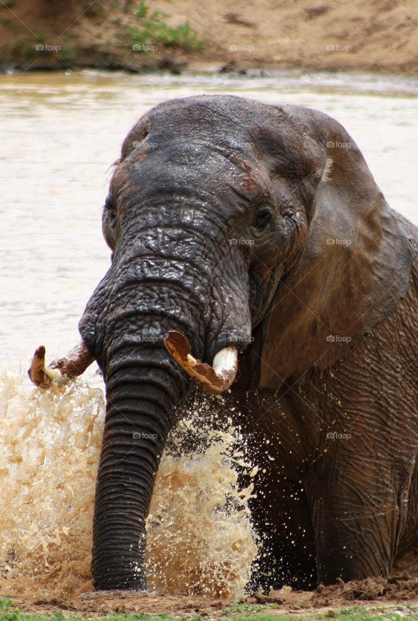 elephant waterhole. Addo South Africa.