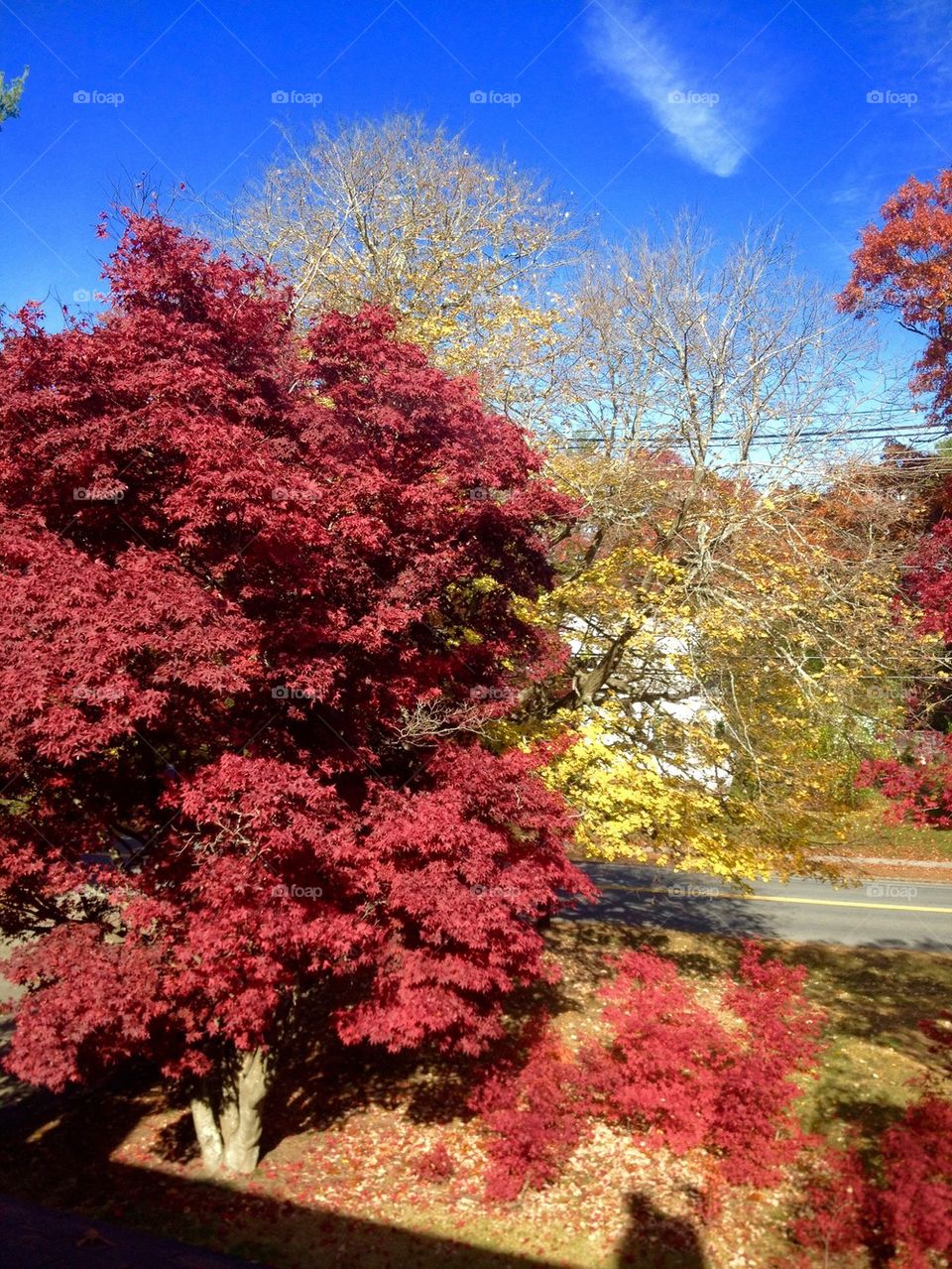 Japanese Maple Linden Trees