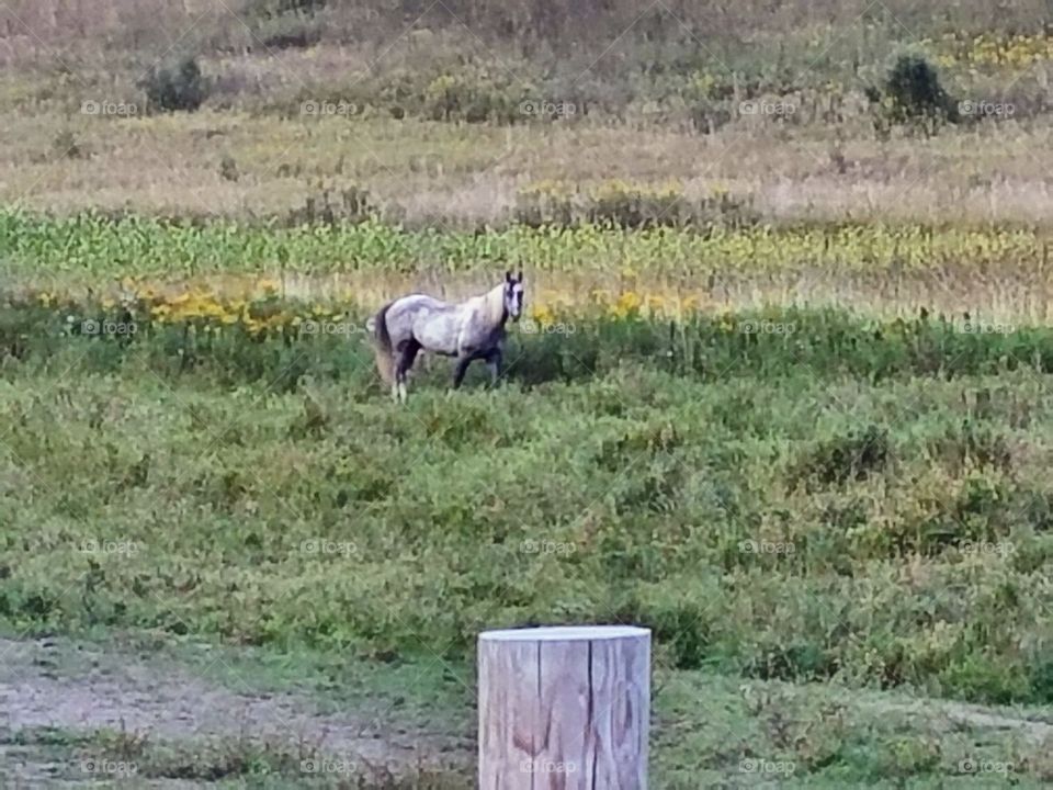 While driving the back roads we love seeing the small farms with the old buildings and the livestock.  It reminds me when I was young.