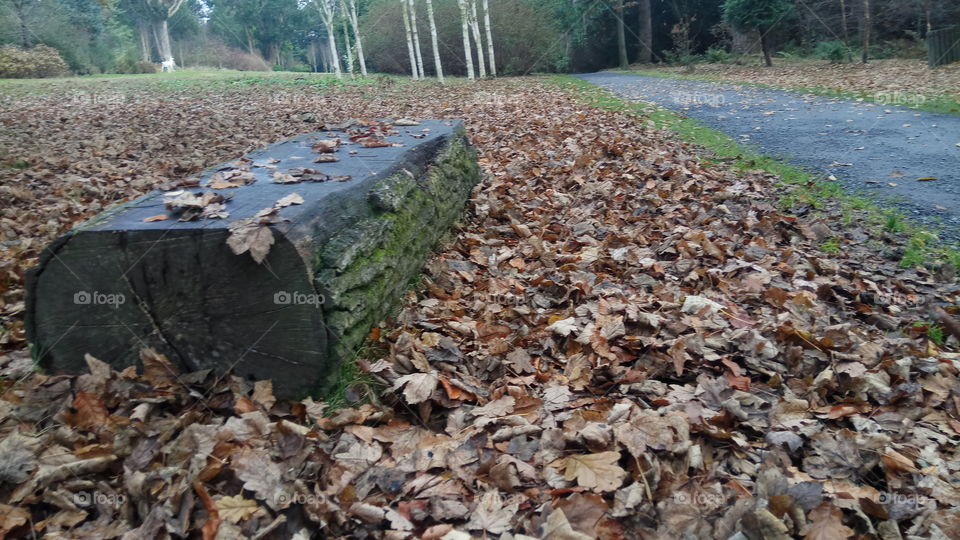A picturesque trail near a bench camouflaged as a stump in Mount Stewart,North Ireland
