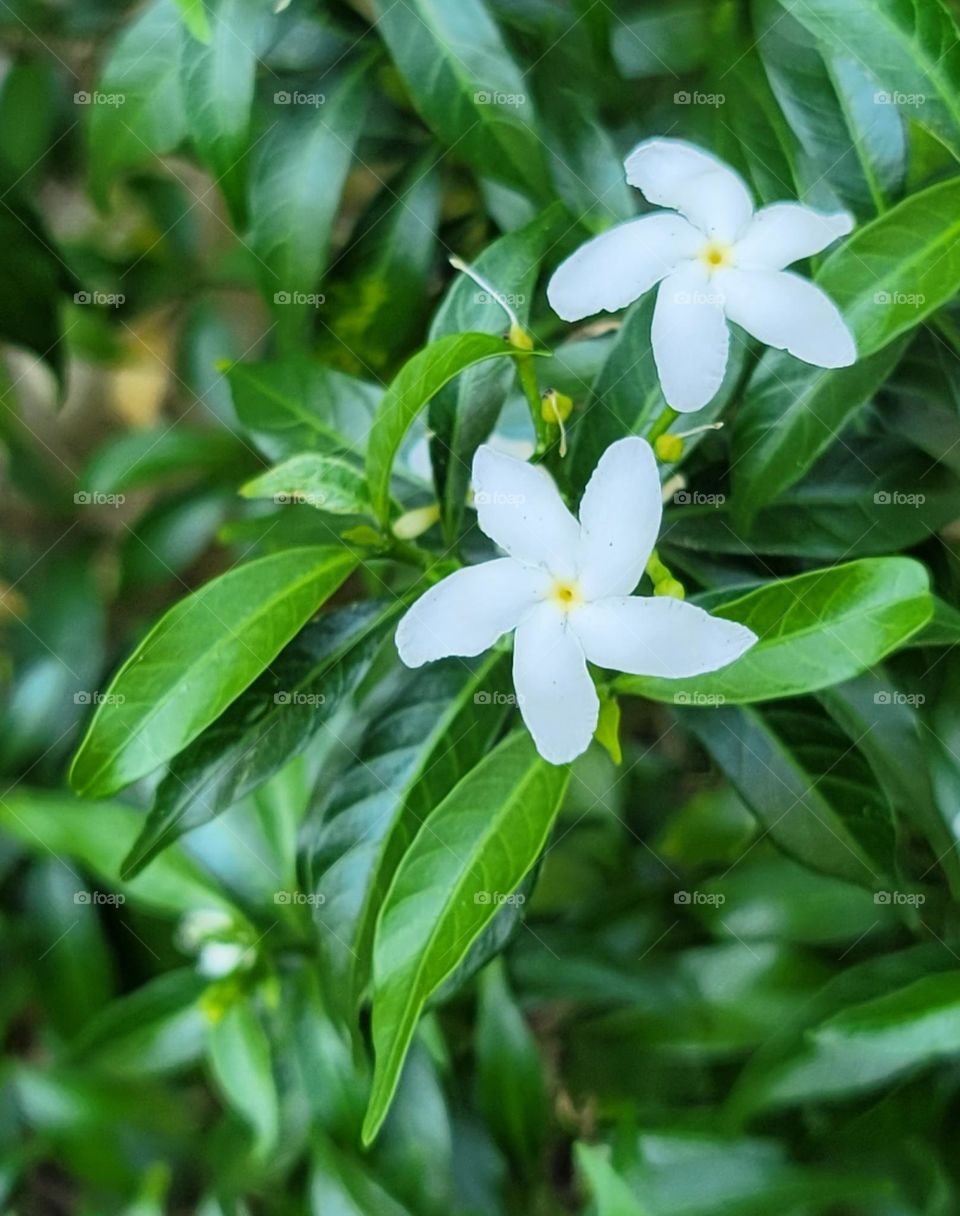 Pinwheel Flower.Tabernaemontana pandacaqui.Kavovoyaw