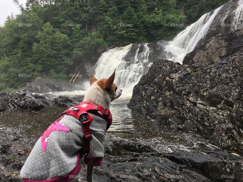Pooch on a wet hike