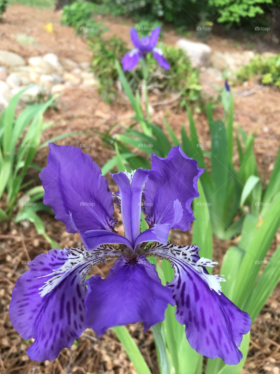 Purple Iris flower.