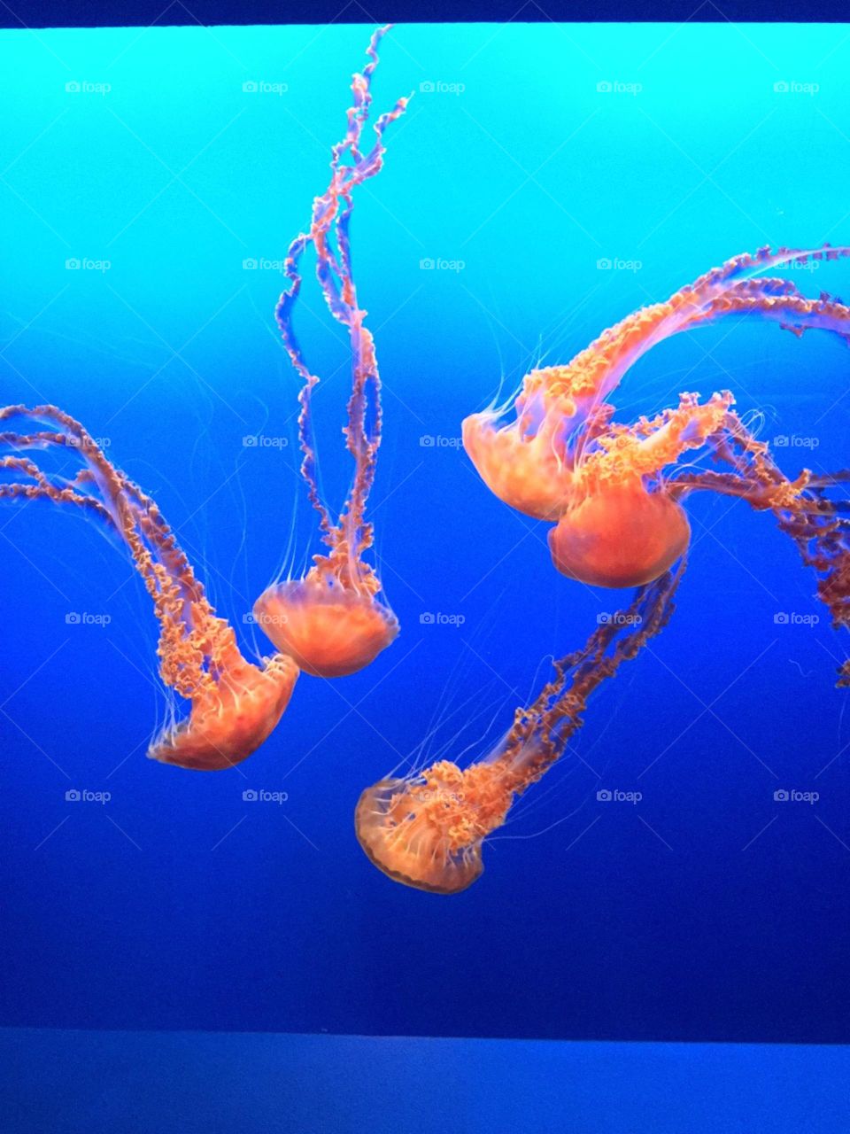jellyfish. Monterey adventures