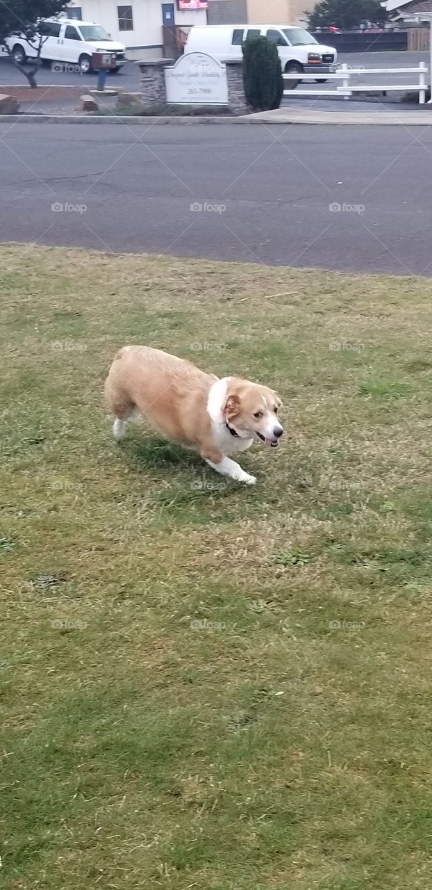 Spring walk with your dog!