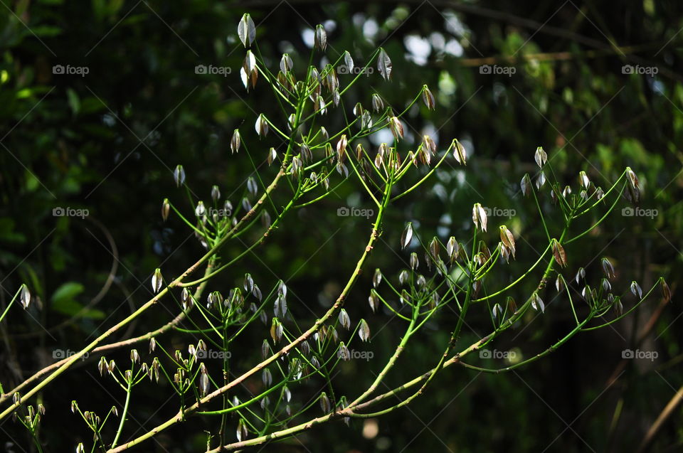 Rubber tree leaves shining in sunlight
