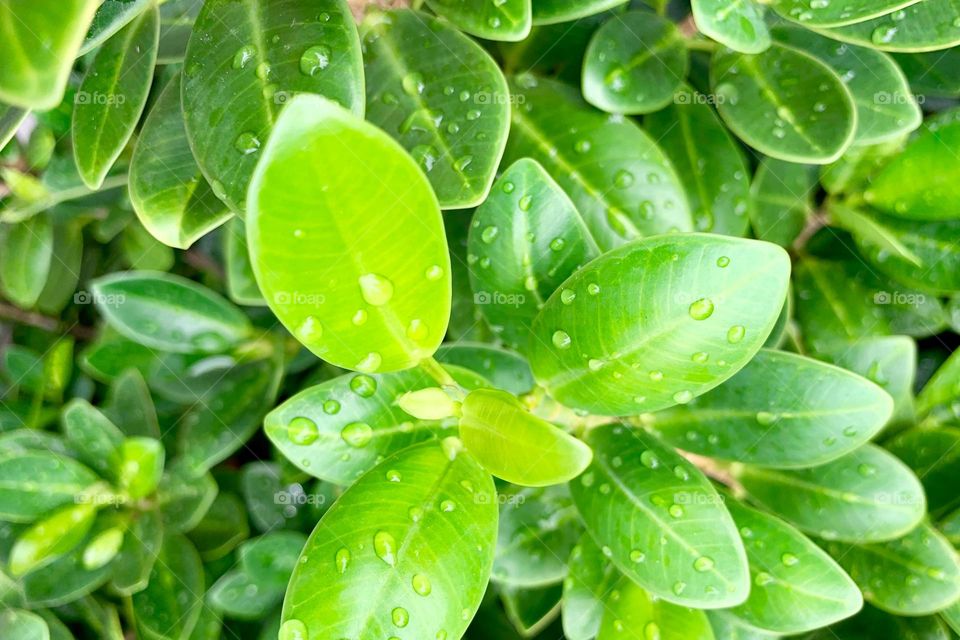 Close-up of several wet leaves