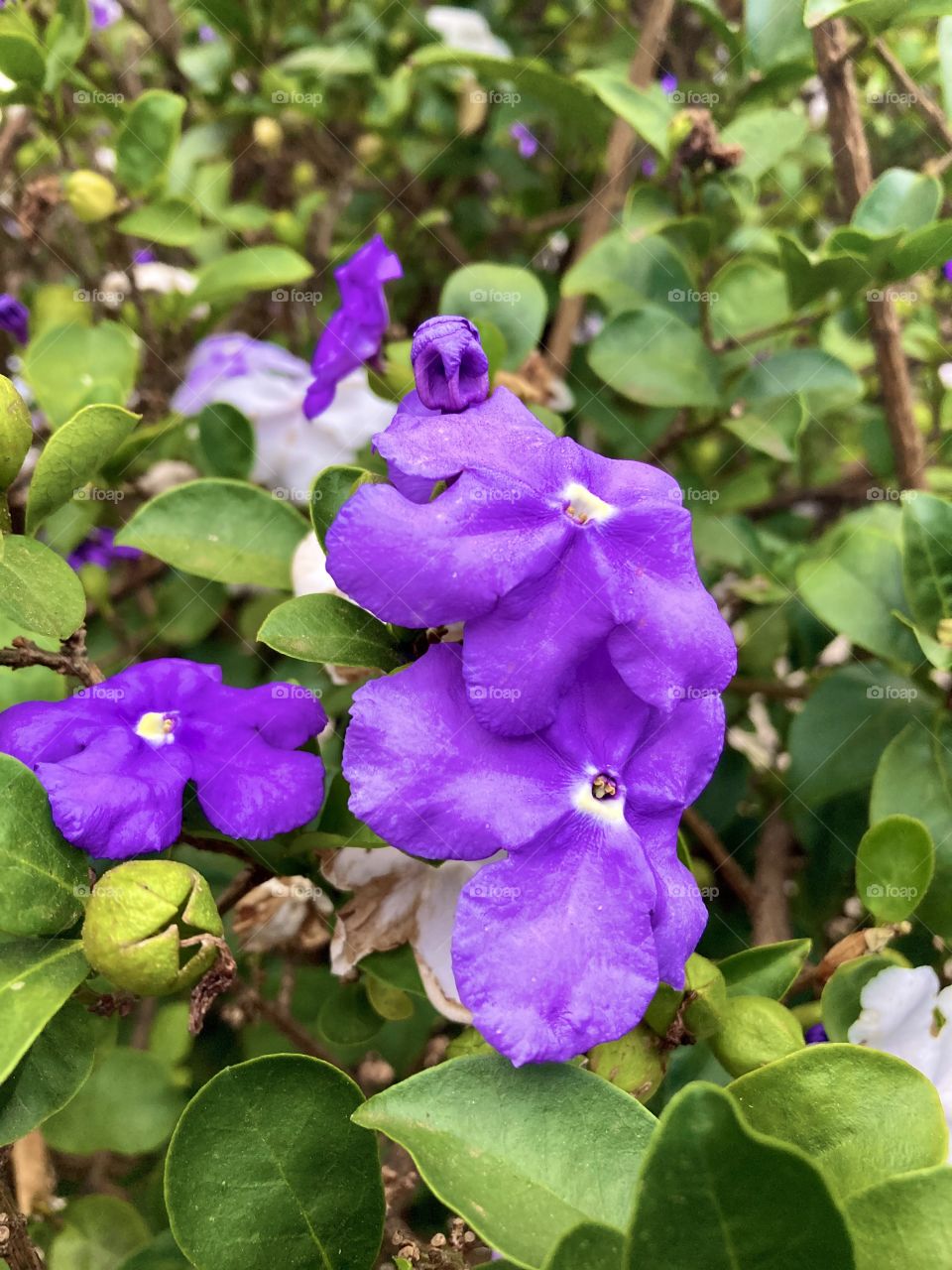 🌹 🇺🇸 Very beautiful flowers to brighten our day.  Live nature and its beauty. Did you like the delicate petals? / 🇧🇷 Flores muito bonitas para alegrar nosso dia. Viva a natureza e sua beleza. Gostaram das pétalas delicadas? 