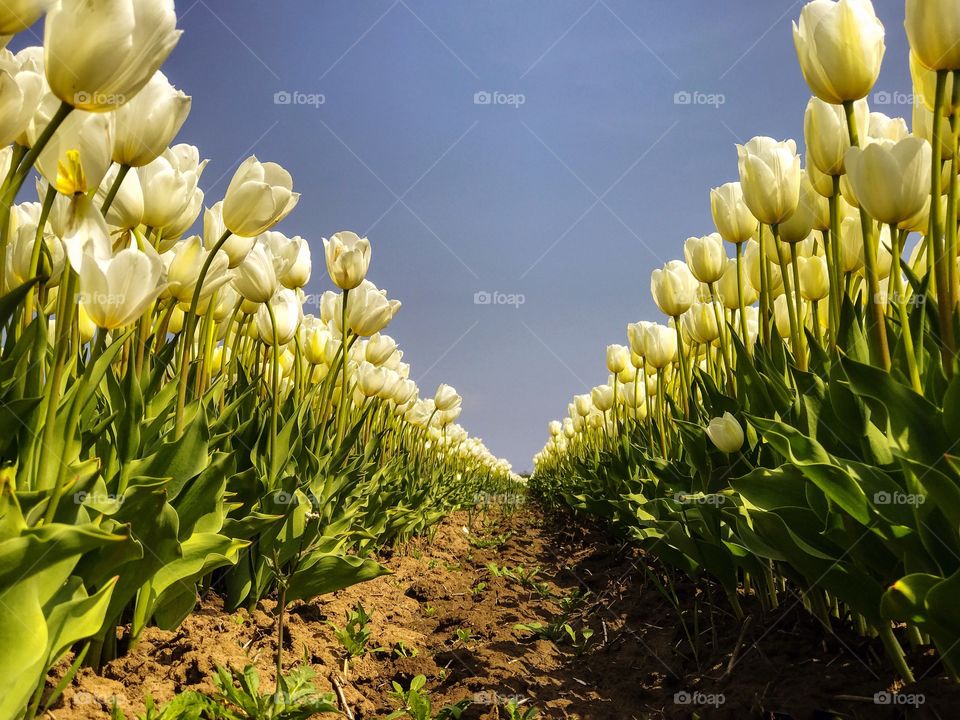 Tulips