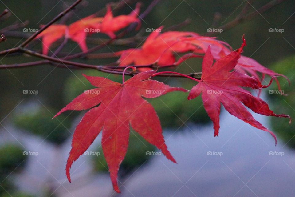 Feuilles rouges d'un érable japonais 