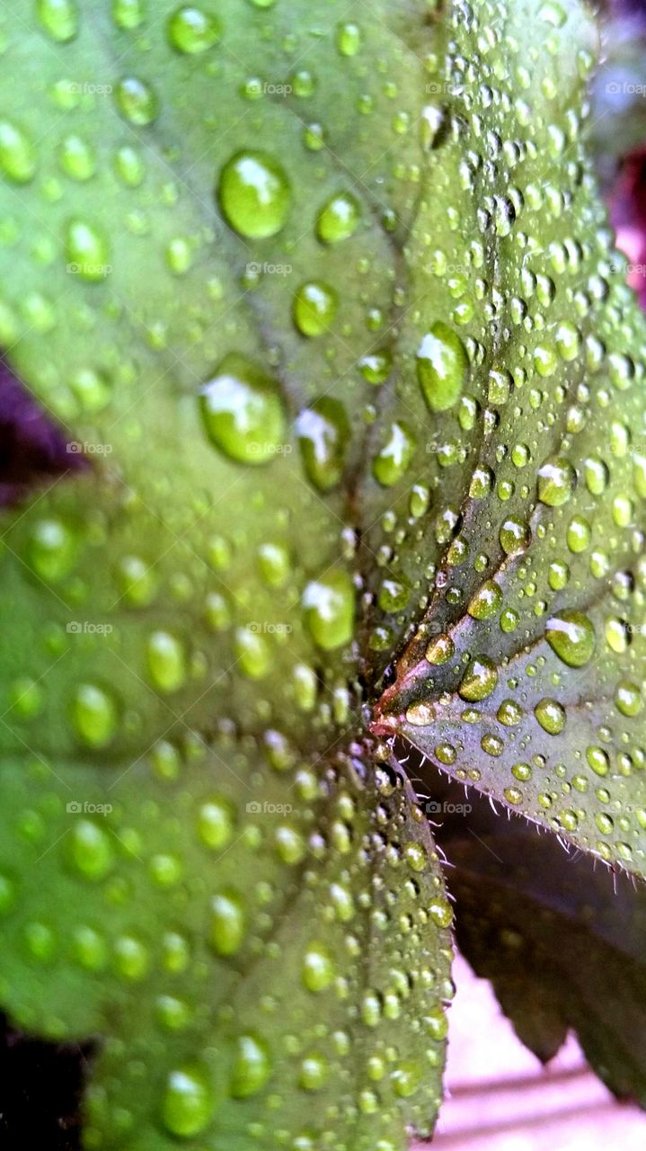 Leaf after Rain
