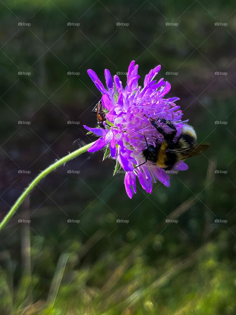 Bee 