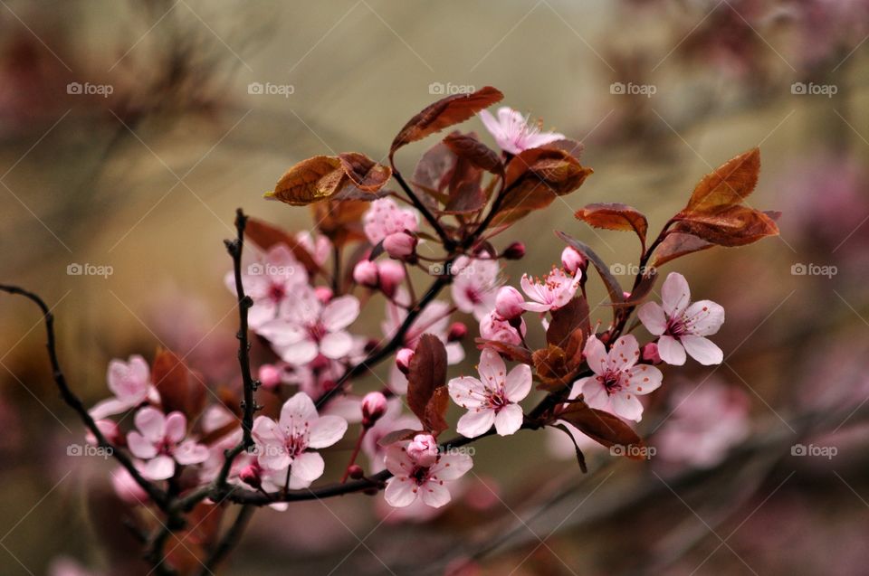 Flower, Branch, Nature, Tree, Flora