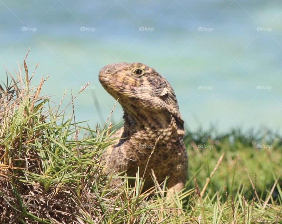 Lizard sunbathing in Cuba