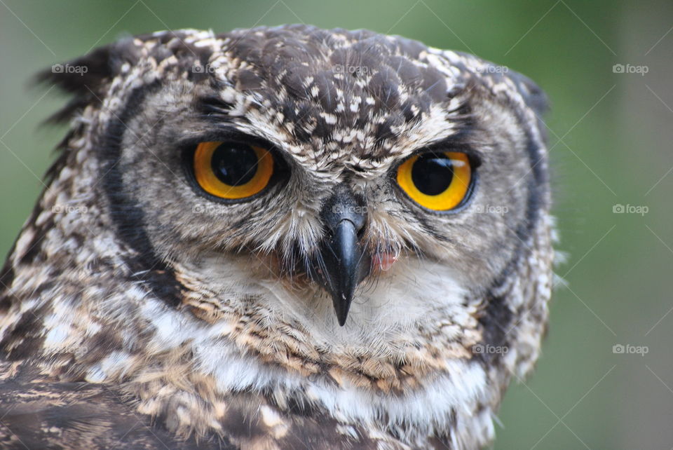 Close-up of owl
