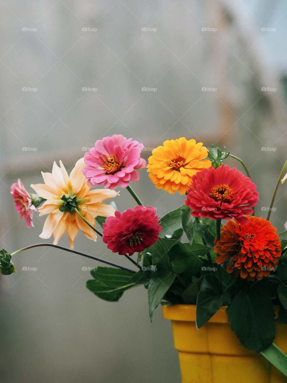 Bouquet of beautiful colorful flowers in a yellow vase, no people.