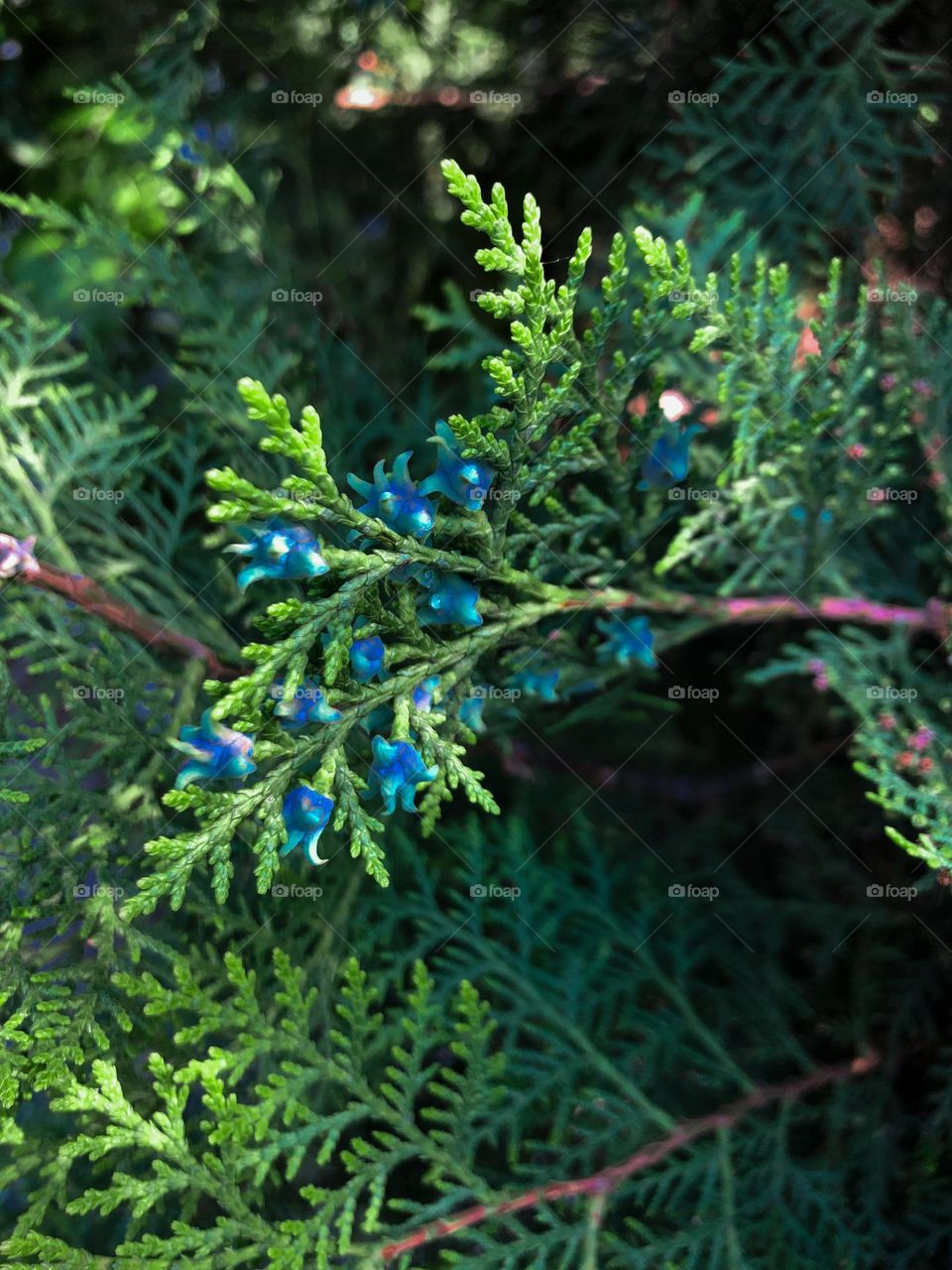 spruce with blue berries 