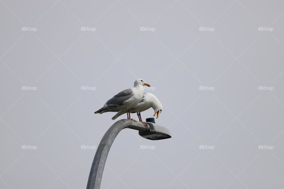 Seagulls on a lamppost 