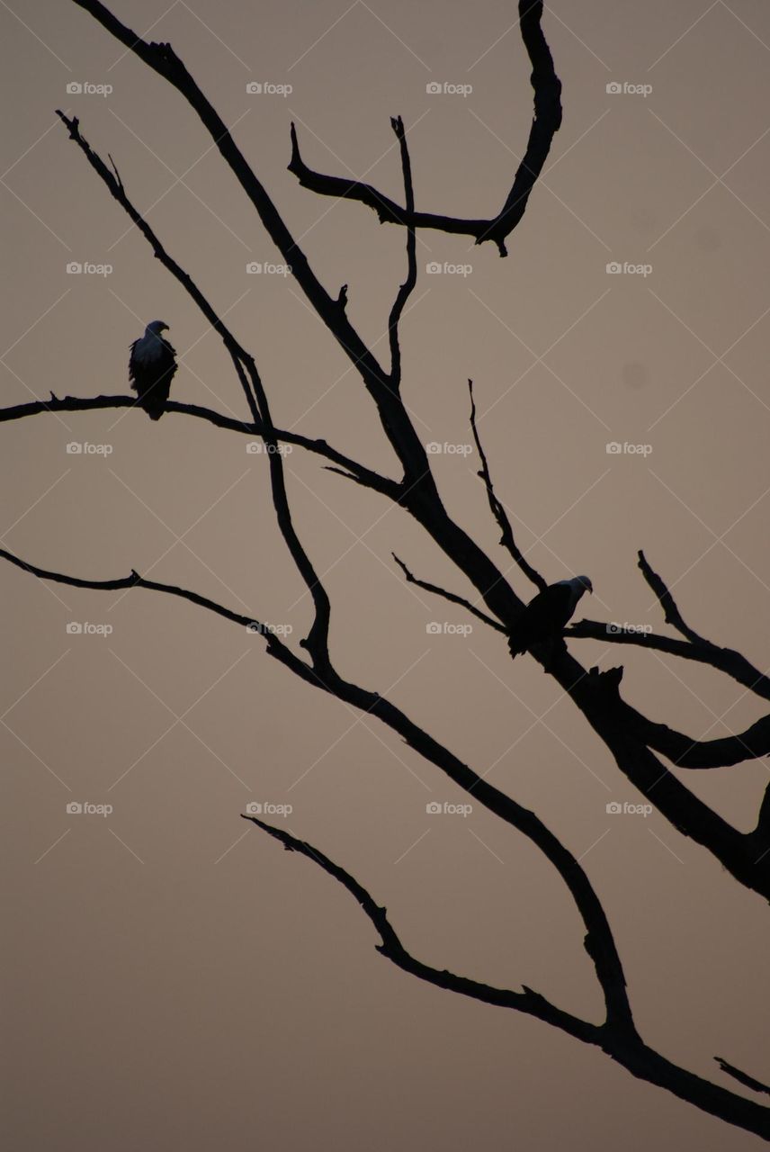 A silhouetted picture of two fish eagles at sunset 
