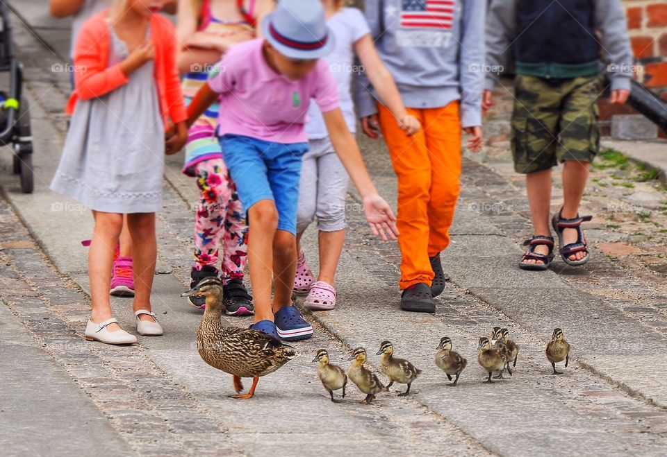 Ducks on the run