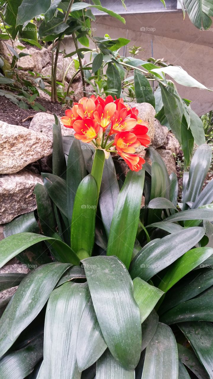 Flower in Eden Project