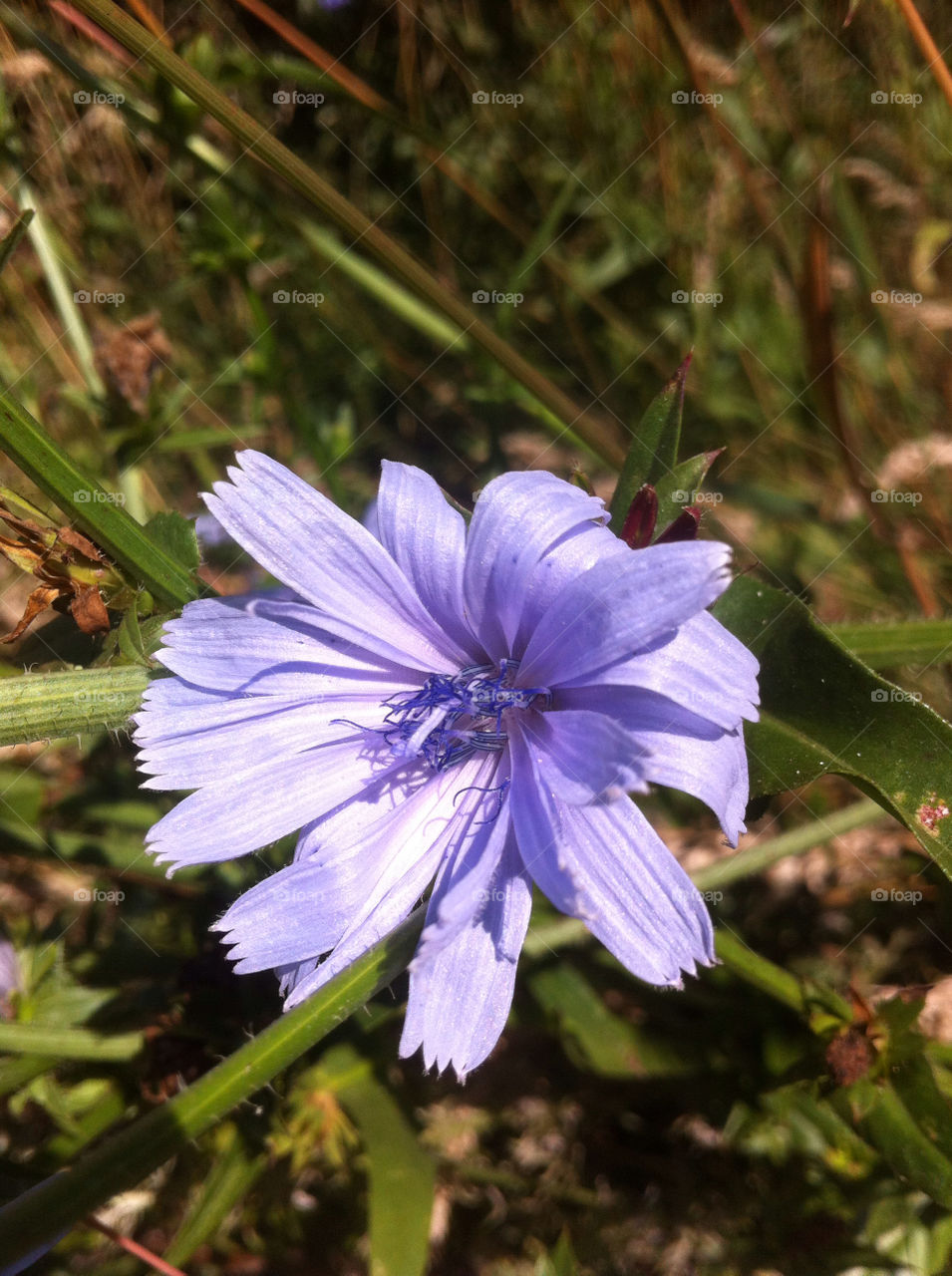 nature flower closeup purple by beanzy