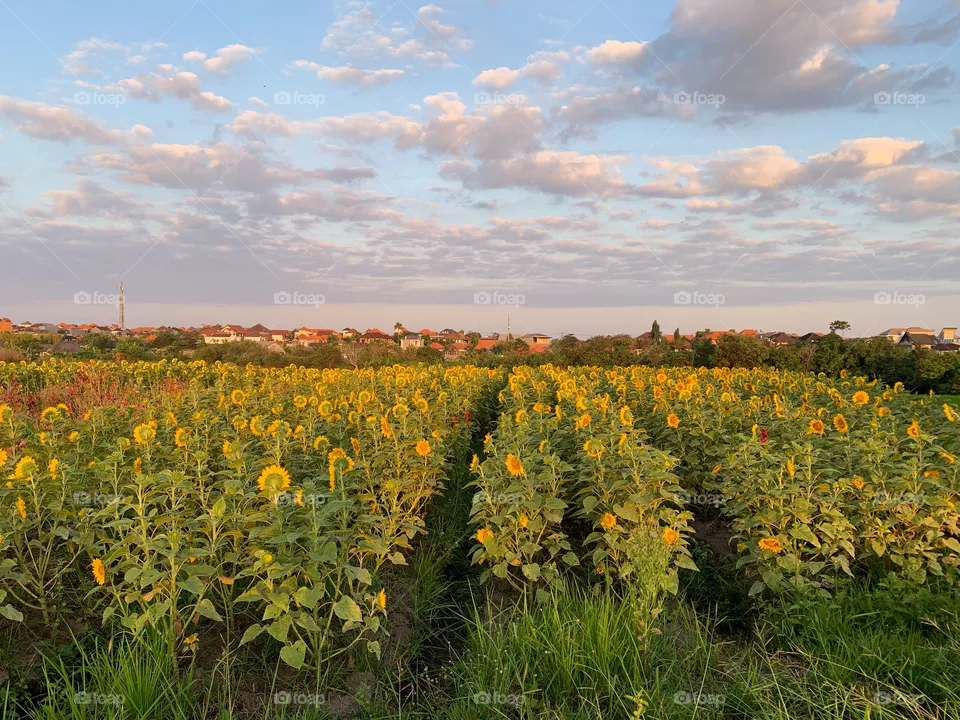Fields of yellow sunflowers under a sunset sky in Bali, Indonesia. 