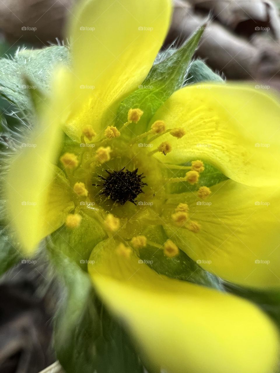 Full frame closeup of wild strawberry blossom. The bright yellow signals springtime.