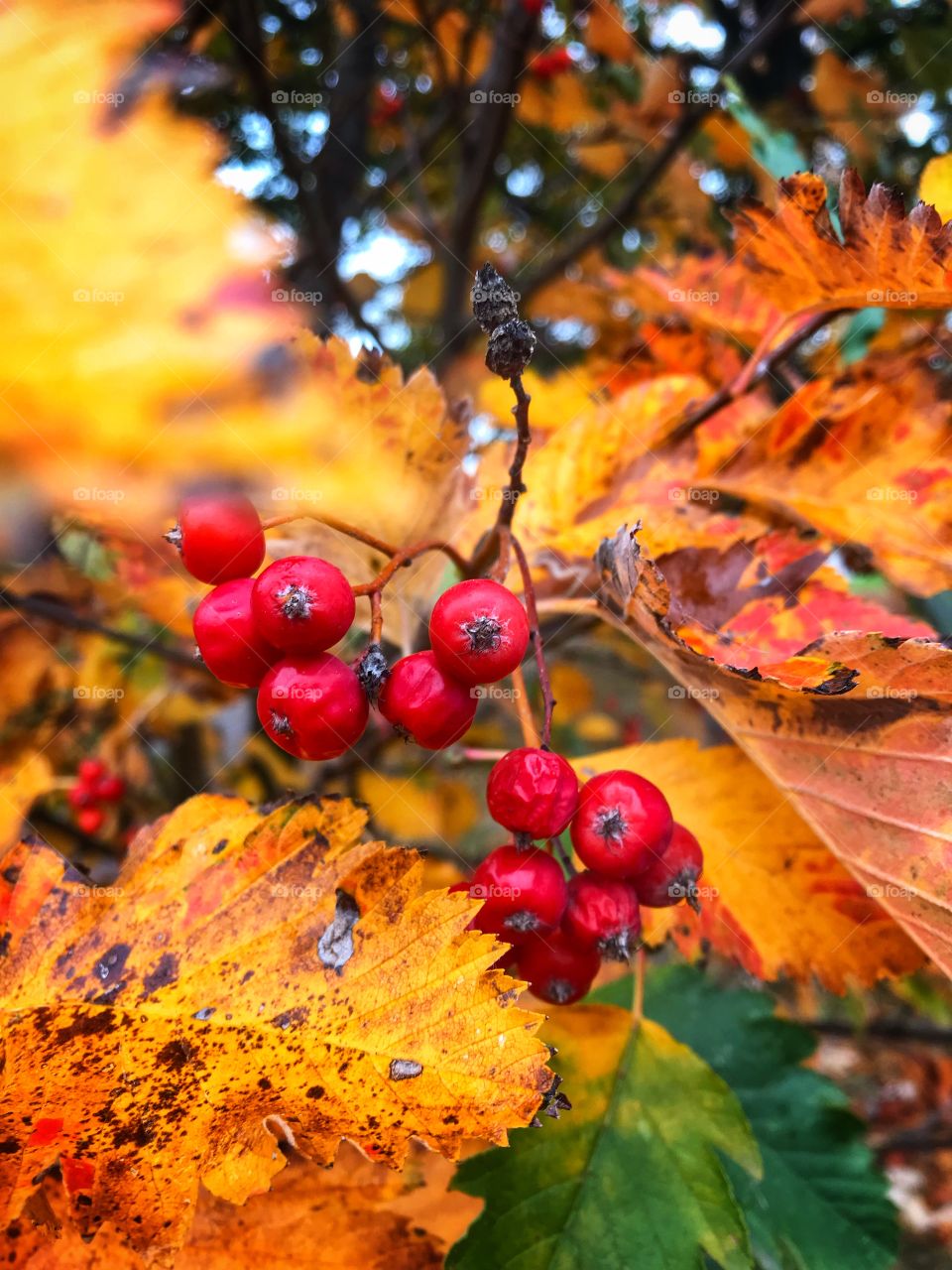 A close up of autumn berries 