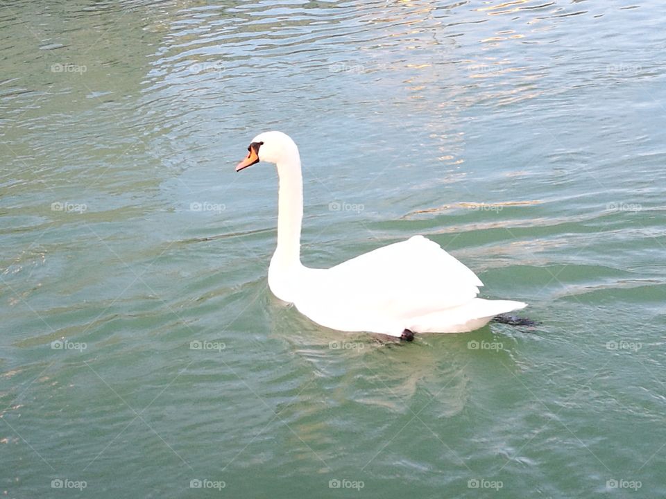 swan dream