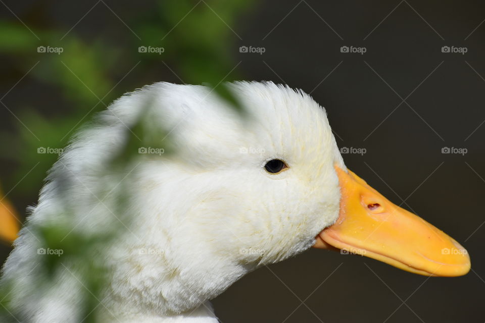 White duck