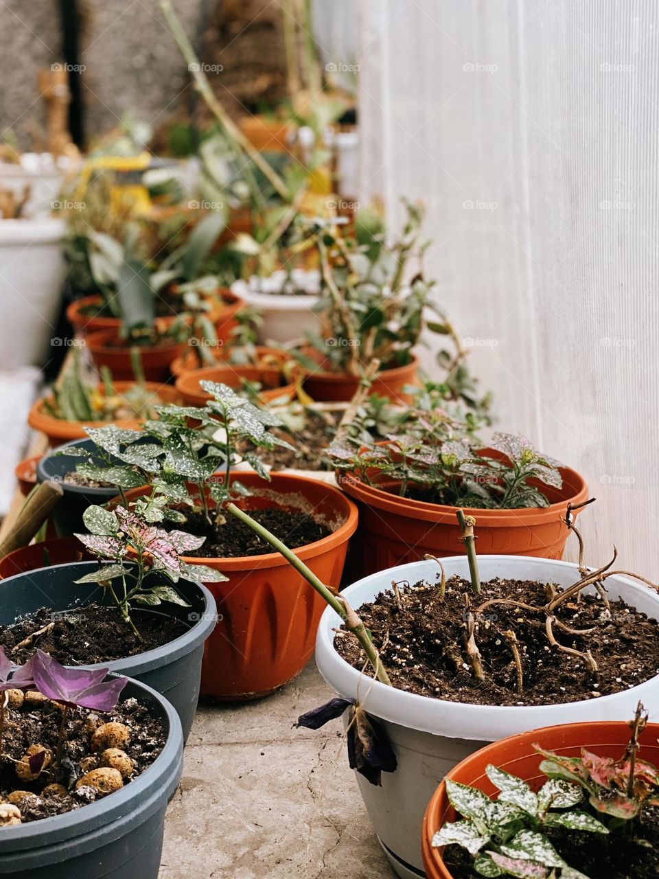 Different size plants in pots in botanical garden 